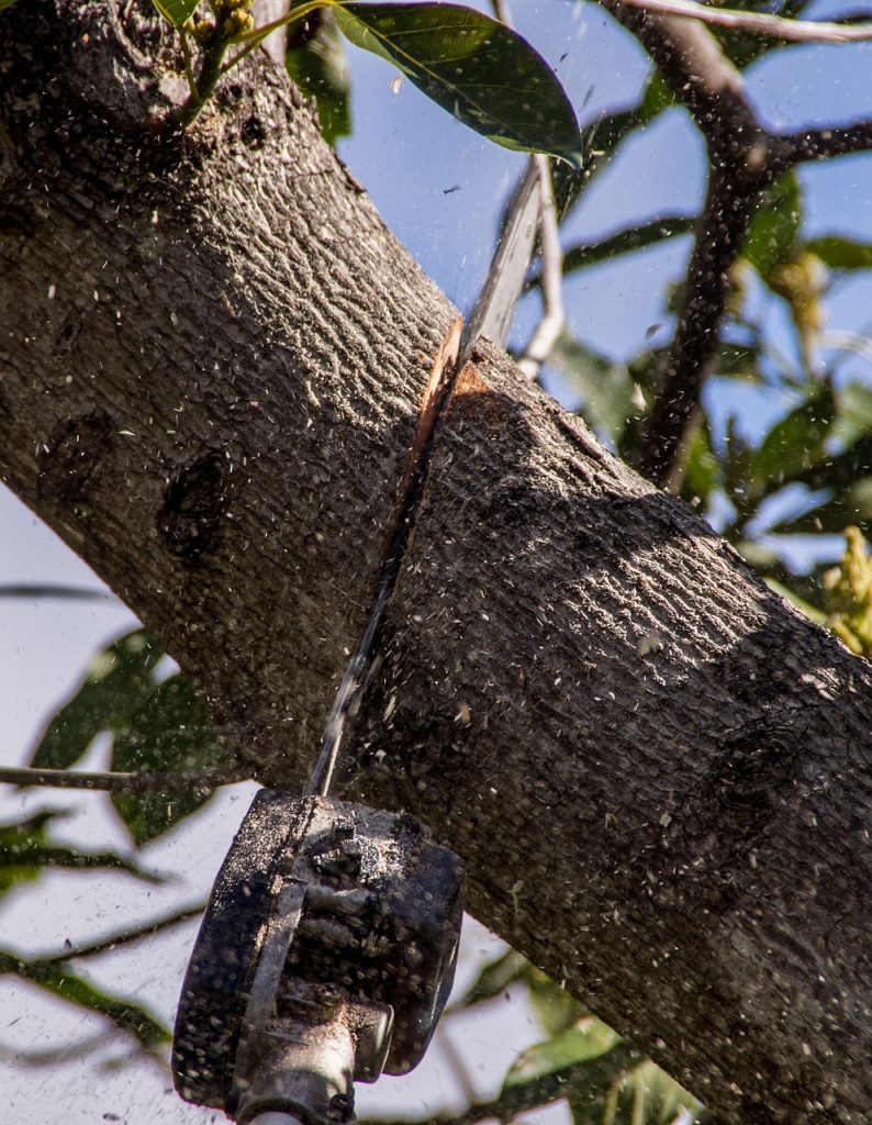 chainsaw, saw, nature, tool, power, cutting, tree, branch, pruning, lopping