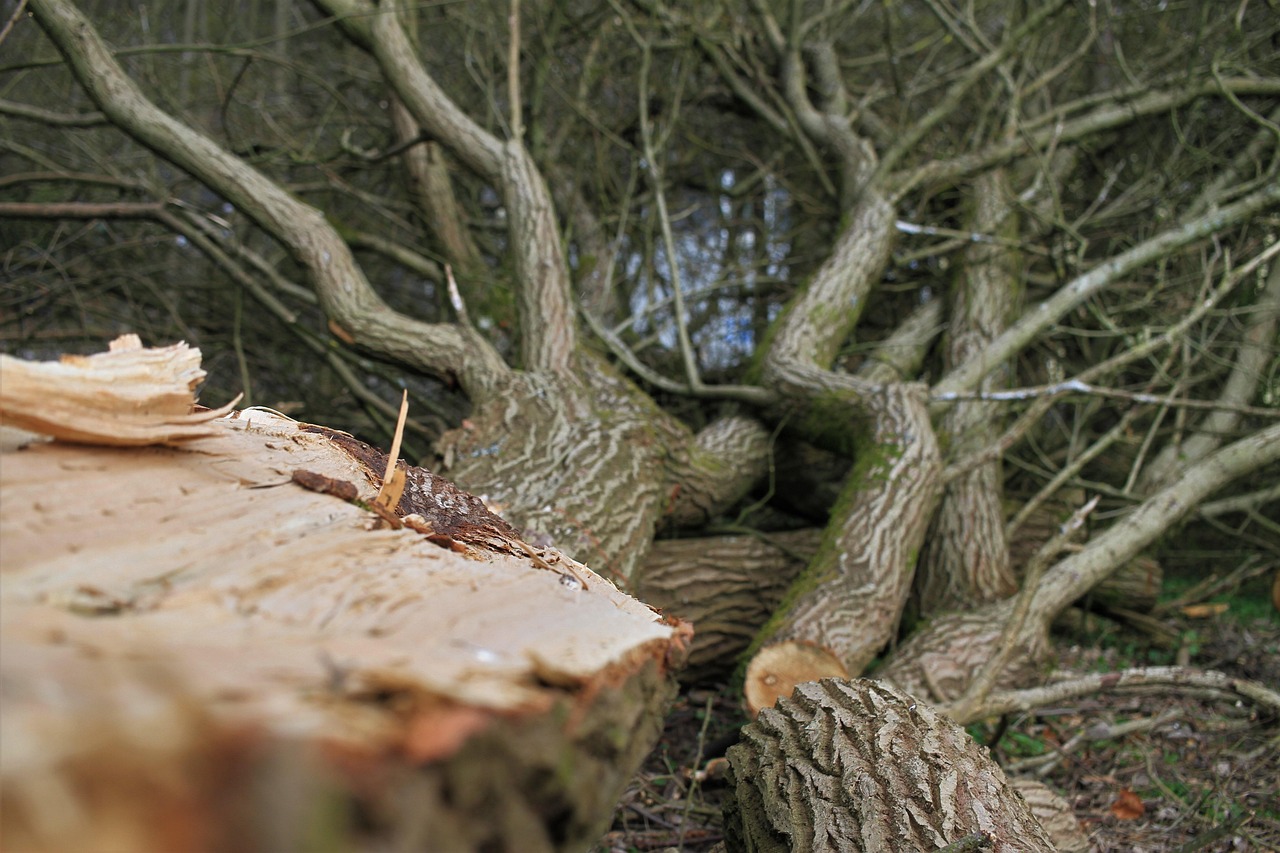 coupe arbre