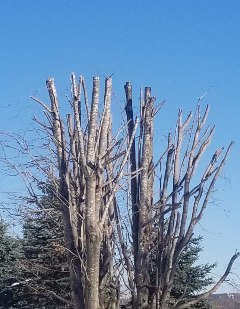 étêtage d'arbre par paysagiste à Angers