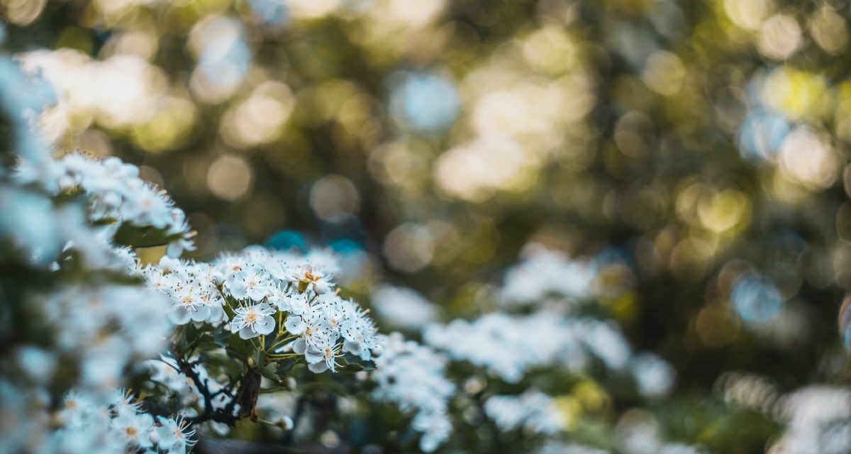 Aménagement paysager - Jardinnaturel